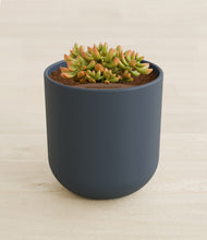 Load image into Gallery viewer, Iron Gray stand:all