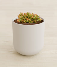 Load image into Gallery viewer, Natural Bamboo stand:all