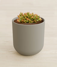 Load image into Gallery viewer, Sage Green stand:all