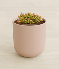 Load image into Gallery viewer, Sandy Pink stand:all