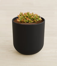 Load image into Gallery viewer, Stone Black stand:all