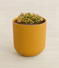 Load image into Gallery viewer, Sunset orange stand:all