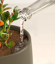 Load image into Gallery viewer, Olive stand:all