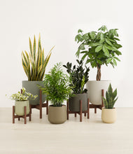 Load image into Gallery viewer, Woodland stand:four_stands
