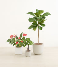 Load image into Gallery viewer, Cotton*****Profile