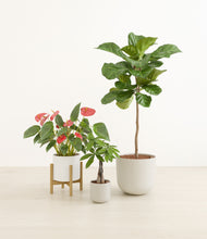 Load image into Gallery viewer, Cotton stand:one_stand