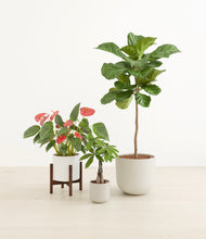 Load image into Gallery viewer, Cotton stand:one_stand