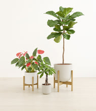 Load image into Gallery viewer, Cotton stand:two_stands