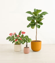 Load image into Gallery viewer, Evening Sky*****Profile