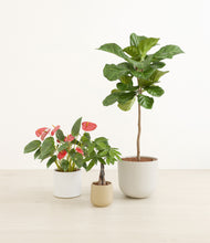 Load image into Gallery viewer, Misty Morning*****Profile