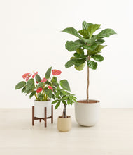 Load image into Gallery viewer, Misty Morning stand:one_stand