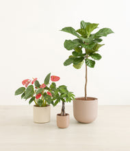 Load image into Gallery viewer, Peach Blossom*****Profile