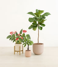 Load image into Gallery viewer, Sandy stand:one_stand