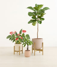 Load image into Gallery viewer, Peach Blossom stand:two_stands