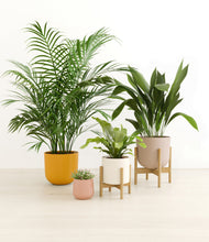 Load image into Gallery viewer, Evening Sky stand:two_stands