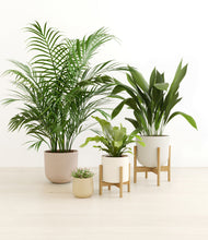 Load image into Gallery viewer, Sandy stand:two_stands