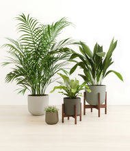 Load image into Gallery viewer, Woodland stand:two_stands