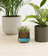 Load image into Gallery viewer, Woodland