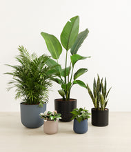 Load image into Gallery viewer, Charcoal*****Profile