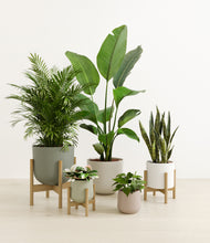 Load image into Gallery viewer, Earthy stand:three_stands