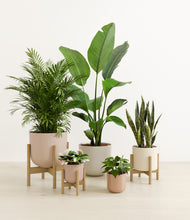 Load image into Gallery viewer, Peach Blossom stand:three_stands