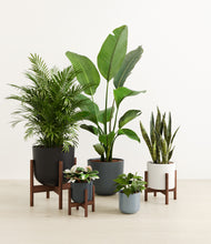 Load image into Gallery viewer, Pebble Shore stand:three_stands