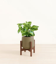 Load image into Gallery viewer, Olive stand:walnut