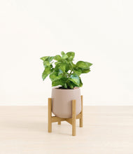 Load image into Gallery viewer, Eternal Gray stand:bamboo