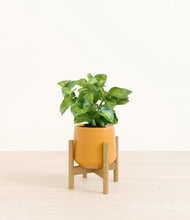 Load image into Gallery viewer, Mustard stand:bamboo