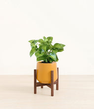 Load image into Gallery viewer, Mustard stand:walnut
