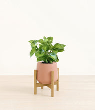 Load image into Gallery viewer, Calm Rose stand:bamboo