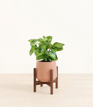 Load image into Gallery viewer, Calm Rose stand:walnut