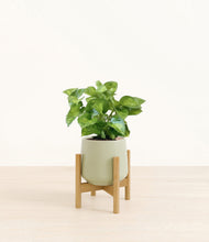 Load image into Gallery viewer, Turquoise stand:bamboo