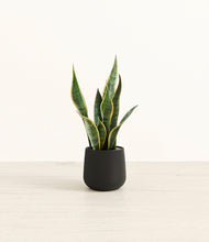 Load image into Gallery viewer, Black*****Profile