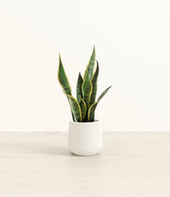 Load image into Gallery viewer, White*****Profile