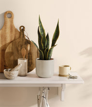 Load image into Gallery viewer, Cotton White