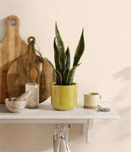 Load image into Gallery viewer, Key Lime Yellow