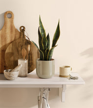 Load image into Gallery viewer, Sage Green