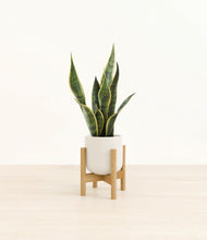 Load image into Gallery viewer, Cotton White stand:bamboo