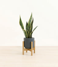 Load image into Gallery viewer, Iron Gray stand:bamboo