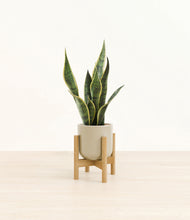 Load image into Gallery viewer, Sage Green stand:bamboo