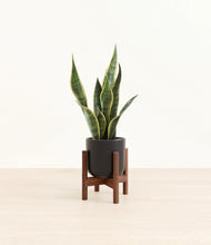 Load image into Gallery viewer, Stone Black stand:walnut