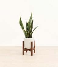 Load image into Gallery viewer, Cotton White stand:walnut