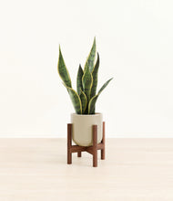Load image into Gallery viewer, Sage Green stand:walnut