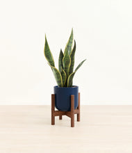 Load image into Gallery viewer, Twilight Blue stand:walnut