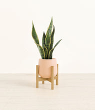 Load image into Gallery viewer, Gentle Pink stand:bamboo