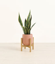 Load image into Gallery viewer, Calm Rose stand:bamboo