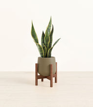 Load image into Gallery viewer, Olive stand:walnut
