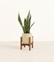 Load image into Gallery viewer, Almond Green stand:walnut