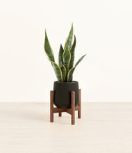 Load image into Gallery viewer, Black stand:walnut